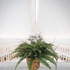 Floral Home 34" Wide Boston Fern Plant with 50 Realistic Silk Fronds - 1-Piece - 3 of 4
