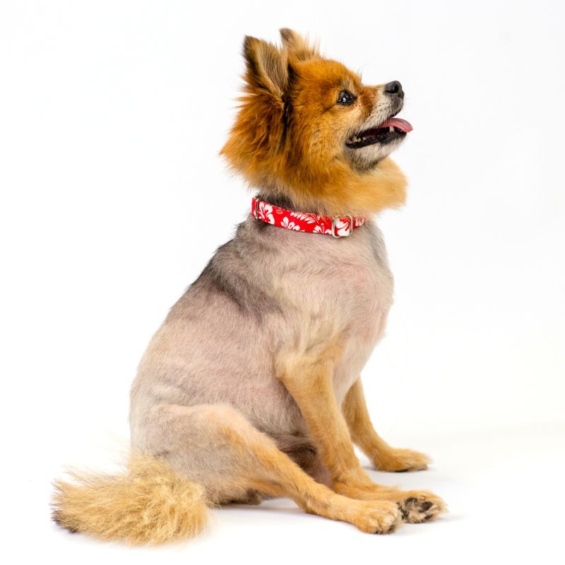 Country Brook Petz Premium Red Hawaiian Dog Collar, 2 of 7