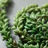 Sullivans Artificial Succulent Vine Bush 15"H Green - 2 of 3
