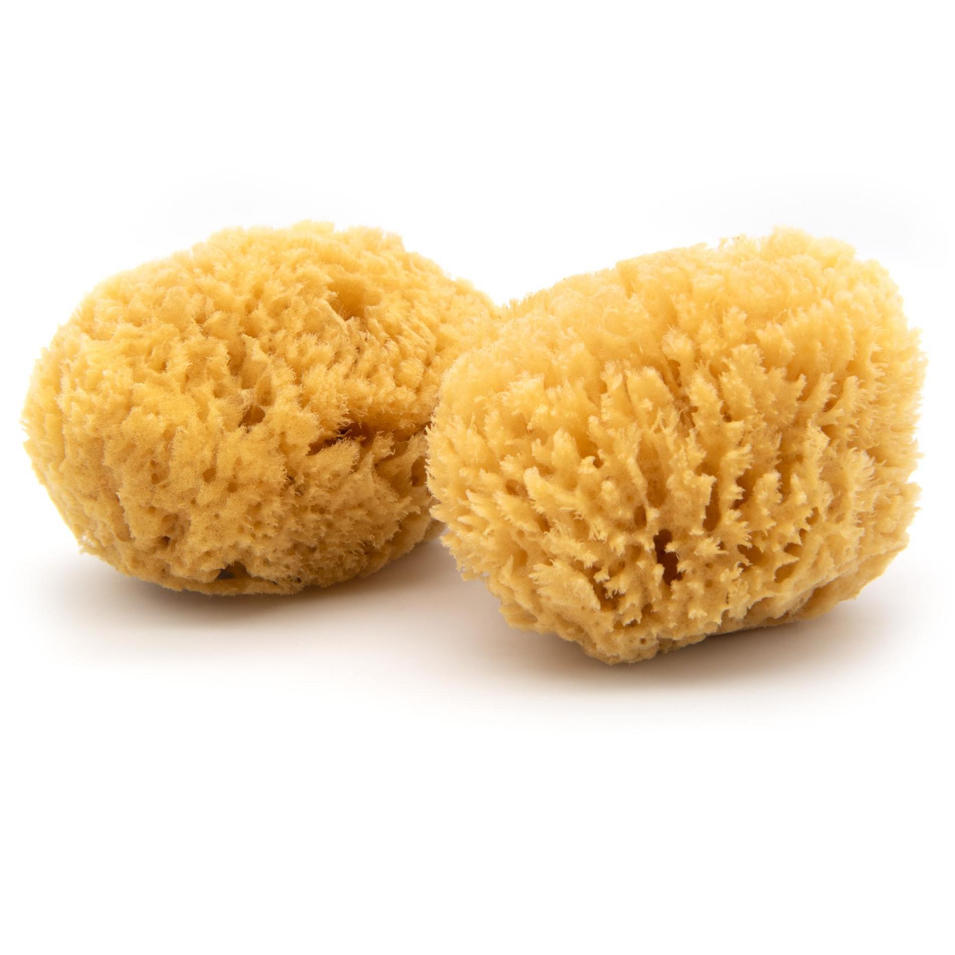 Neptune Caribbean Sea Sponge 2 Pack, Medium, Approx. 5-6 inches