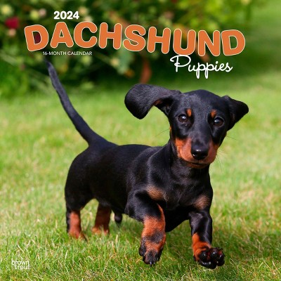 New Dachshund Puppy Essential Supplies - dachshund-central