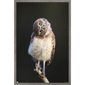 Trends International Curious Burrowing Owlet Framed Wall Poster Prints - 1 of 4