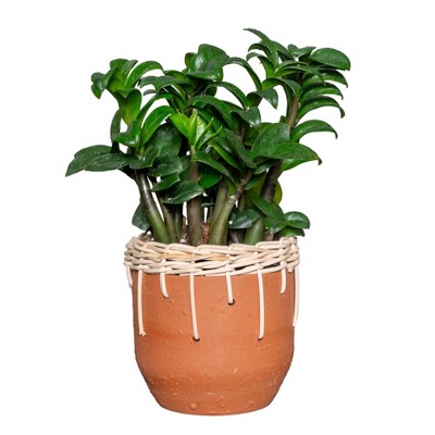 Live Zenzi Zz Plant In Tan Cava Planter : Target