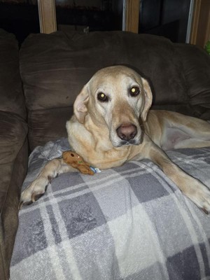 Guest review image 1 of 1, zoom in