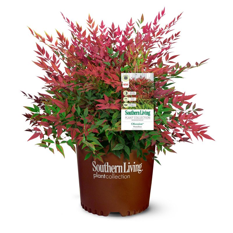 Nandina Southern Living &#39;Obsession&#39; 3gal U.S.D.A. Hardiness Zones 6-10 - 1pc - National Plant Network, 1 of 5