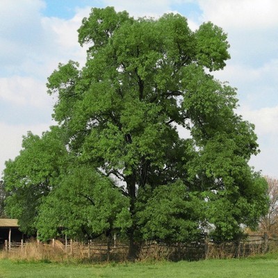 2.25gal Black Walnut Tree - National Plant Network