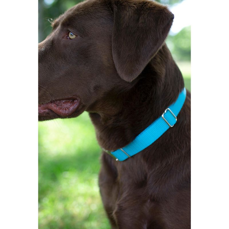 Country Brook Petz Premium Nylon Dog Collar with Metal Buckle for Small Medium Large Breeds - Vibrant 30+ Color Selection, 3 of 10