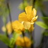 Sullivans Artificial Yellow Blossom And Leaf Spray 32"H - 2 of 2