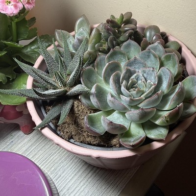 planting succulent seeds Succulent Success - Succulent Potting Mix main image 1