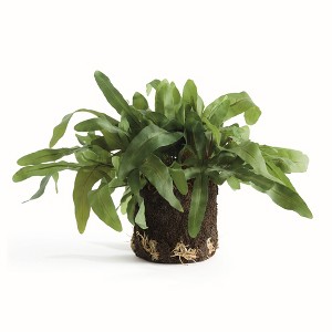 Plum & Post Echeveria Fern Artificial Plant Drop-In - 1 of 4