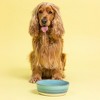 Mason Cash: Reactive Fade Pet Bowl, 7.9", 44oz, Multi Glaze, Dog Food-Water Dish - 2 of 4
