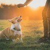 Unique Bargains Dog Collar 1 Pc - 3 of 4