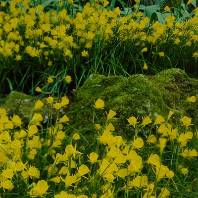 Narcissus Golden Bells Set of 25 Bulbs - Yellow - Van Zyverden