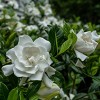 National Plant Network Live Outdoor Frostproof Gardenia Plant - 1ct 1gal - 3 of 4