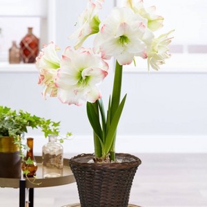 Van Zyverden Amaryllis White Amadeus Candy Flower Bulb with 6.5" Rattan Basket - 1 of 4