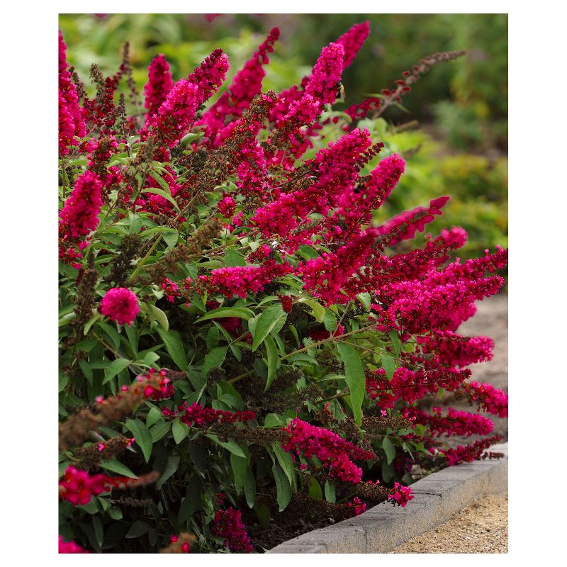 Royal Red Buddleia - National Plant Network, 3 of 5