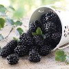 Van Zyverden Thornless Triple Crown Blackberry Root - 2 of 4