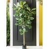Sullivans Artificial 60" Fiddle Leaf Tree - 2 of 2