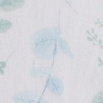 eucalyptus leaves
