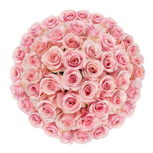 Fresh Cut 50-stem Pink Roses : Target