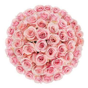 Fresh Cut 50-stem Pink Roses