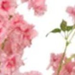 double pole 150cm 3-layer