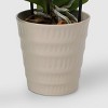 Live 5" Potted Cascade Orchid Plant (Colors May Vary) - Good Little Garden™ - 3 of 4