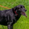 Country Brook Petz Deluxe Reflective Nylon Dog Collar - 3 of 4