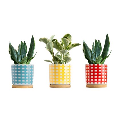 Picnic Party Houseplants - Good Little Garden™