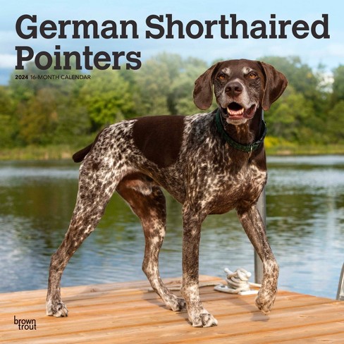 Buy german 2024 shorthaired pointer