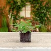 Soil Sunrise Live Citronella Geranium Plant Plugs, Pelargonium Citronella Scented Seedlings - 2 of 4