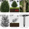 Vitalismo 2ft/24 in Artificial Cedar Bushes Boxwood Cedar Tree UV Resistant Cedar Outdoor Indoor Dec Faux Bushes Plants for Home Living Room - 4 of 4