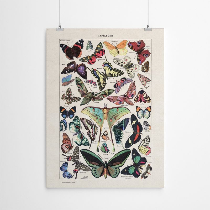 Americanflat Animal Educational Papillons Vintage Art Print By Samantha Ranlet Poster, 4 of 7