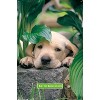 Trends International Keith Kimberlin - Puppy - Lazy Days Unframed Wall Poster Prints - 4 of 4