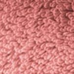 tea rose pink