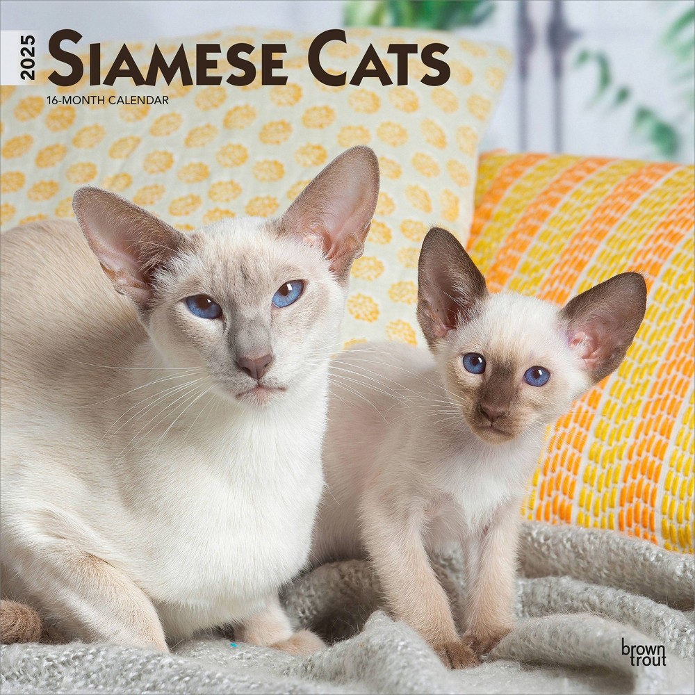 BrownTrout 2025 Wall Calendar 12x12 Siamese Cats