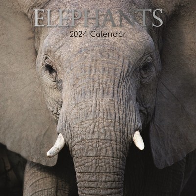 The Gifted Stationery 2024 Square Wall Calendar Elephants 16 Month   GUEST C67538e3 D3c2 44b2 B9bb 65b3e54f06f6