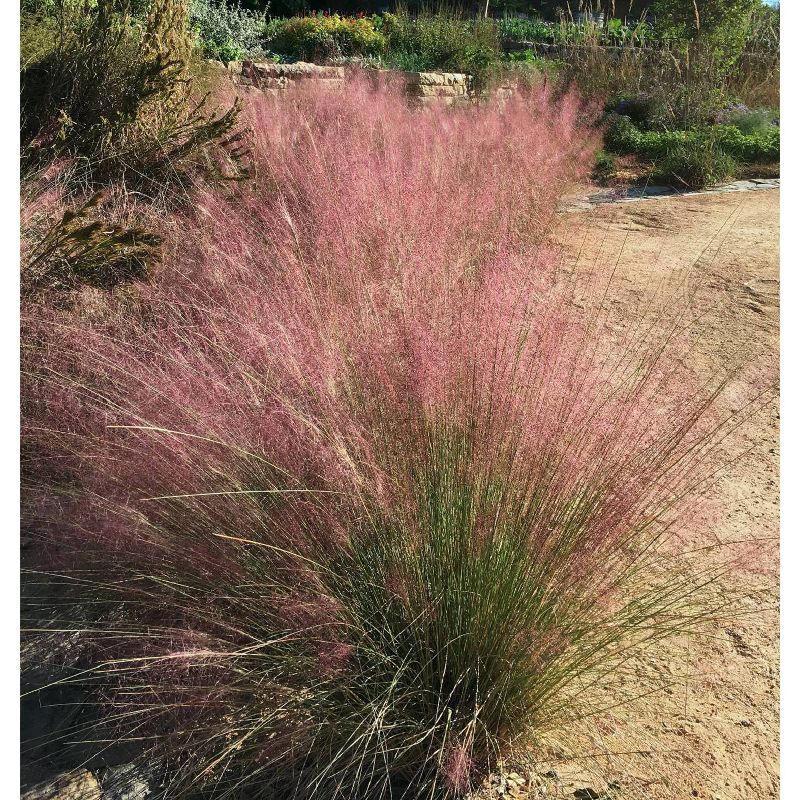 Van Zyverden Ornamental Grass Pink Muhly Dormant Potted Plant, 1 of 7