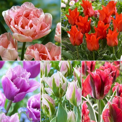 Set of 25 Bulbs Royal Horticultural Society's Award of Garden Merit Tulip Collection - Van Zyverden