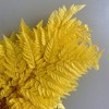 Alilang Decorative Dried Fern Leaves for Home Decoration and Floral Arrangements, 13.5 Inches - 4 of 4