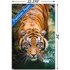Trends International Tiger - Water Unframed Wall Poster Prints - 3 of 4