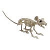 Seasons 24 in Plastic Rat Skeleton Halloween Tabletop Decoration - Off-White - 2 of 2