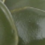 black, white, orange