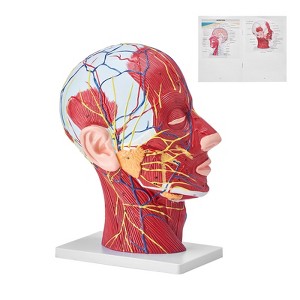 VEVOR Human Half Head Superficial Neurovascular Model with Musculature, 1:1 Life Size Anatomical Head Neck Model Skull and Brain, Red - 1 of 4