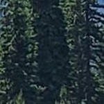 rustic pine black narrow