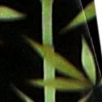 cockatoo green