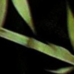 cockatoo green