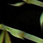 cockatoo green