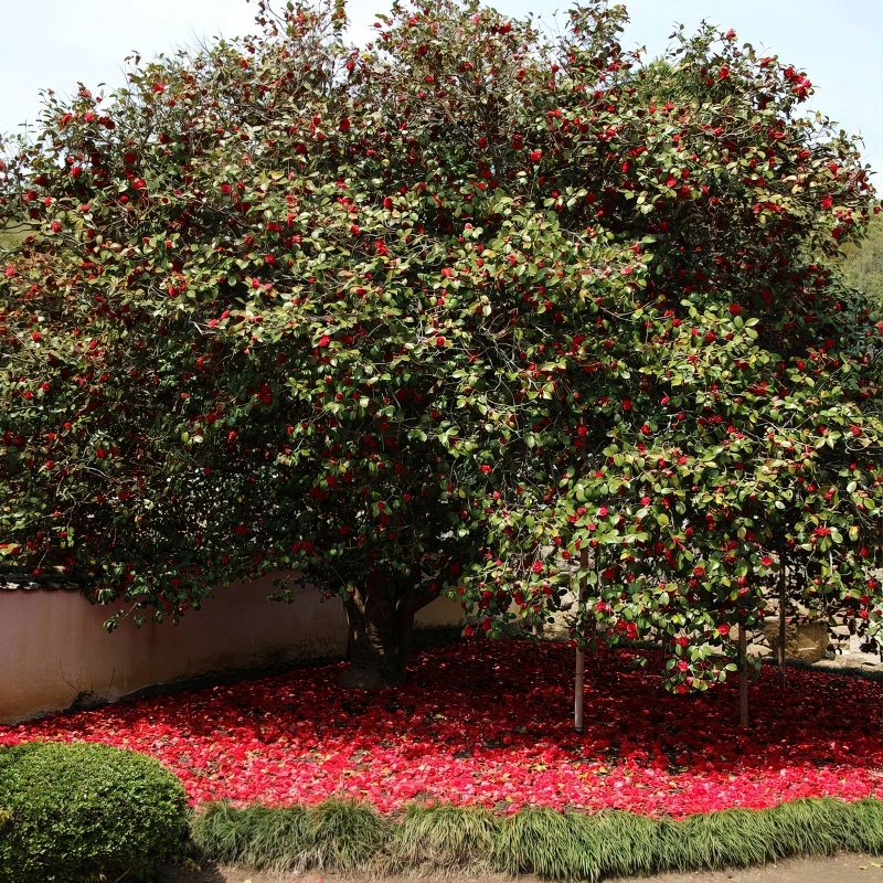 2.5qt Professor Sargent Camellia Japonica Plant with Red Blooms - National Plant Network, 5 of 6