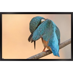 Trends International The Comedy Wildlife Photography Awards: Antonio Medina - Ashamed Framed Wall Poster Prints - 1 of 4